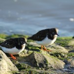 Die Fauna Wilhelmshavens Zwei Meeresvögel am Südstrand.