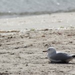 Mornington Peninsula Exkursion 06 - Rye Pier - Moewe am Strand Mornington Peninsula Exkursion 06 - Rye Pier - Moewe am Strand