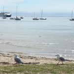 Mornington Peninsula Exkursion 10 - Sorrento - Faehre nach Queenscliff Mornington Peninsula Exkursion 10 - Sorrento - Faehre nach Queenscliff