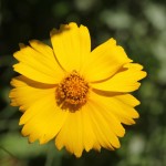 Australien Vegetation 03 - Gelbe Blume - IMG_8584