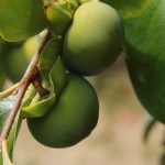 Australien Vegetation 04 - Grüne Kakis am Baum - IMG_8831