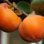 Australien Vegetation 05 - Orangene Kakis am Baum - IMG_0403