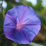 Australien Vegetation 06 - Blaue Blume - IMG_8599