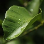Australien Vegetation 07 - Wasser auf Blatt nach Sommerregen - IMG_8826