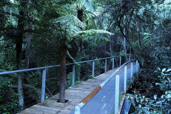Blue Mountains 07 - Scenic World Naturpfad - IMG_1353-2 Blue Mountains 07 - Scenic World Naturpfad - IMG_1353-2