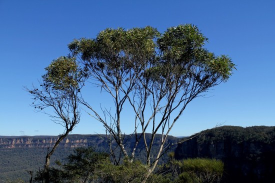 Blue Mountains 08 - Eukalyptus vor Jamison Valley - IMG_1278-2 Blue Mountains 08 - Eukalyptus vor Jamison Valley - IMG_1278-2