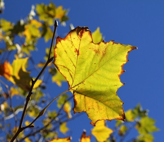 Blue Mountains 09 - Herbst - Bunte Blätter - IMG_1312-5 Blue Mountains 09 - Herbst - Bunte Blätter - IMG_1312-5
