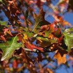 Herbst in Melbourne 07 - Blätter in allen Farben - IMG_1516-2 Herbst in Melbourne 07 - Blätter in allen Farben - IMG_1516-2