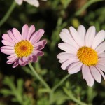 Herbst in Melbourne 08 - Margeriten - IMG_1532 Herbst in Melbourne 08 - Margeriten - IMG_1532