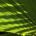 Herbst in Melbourne 10 - Palmenblätter - IMG_1536 Herbst in Melbourne 10 - Palmenblätter - IMG_1536