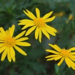 Herbst in Melbourne 12 - Zarte gelbe Blumen IMG_1588 Herbst in Melbourne 12 - Zarte gelbe Blumen IMG_1588