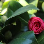 Herbst in Melbourne 17 - Rosane Blumenknospe - IMG_1469 Herbst in Melbourne 17 - Rosane Blumenknospe - IMG_1469