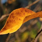 Herbst in Melbourne 19 - Gelbbraunes Herbstblatt - IMG_1604 Herbst in Melbourne 19 - Gelbbraunes Herbstblatt - IMG_1604