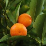 Herbst in Melbourne 20 - Mandarinen am Baum - IMG_1499-2 Herbst in Melbourne 20 - Mandarinen am Baum - IMG_1499-2