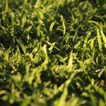 Herbst in Melbourne 21 - Rasen im Gegenlicht - IMG_1610 Herbst in Melbourne 21 - Rasen im Gegenlicht - IMG_1610