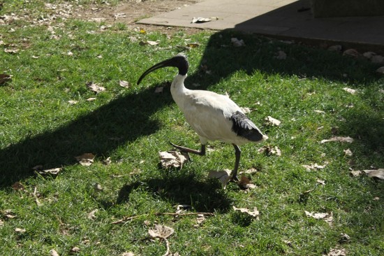 Sydney Camp 31 - Komischer Vogel - IMG_1176 Sydney Camp 31 - Komischer Vogel - IMG_1176