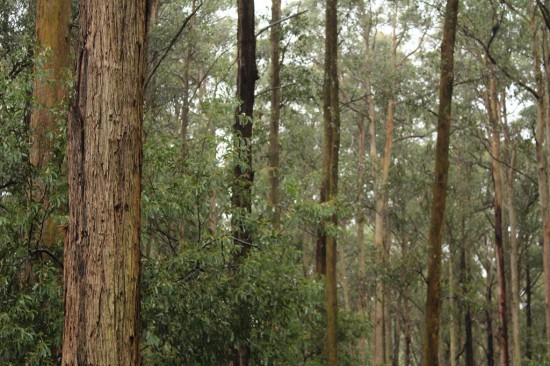 Toolangi State Forest - Blick vom Discovery Centre - IMG_1624 Toolangi State Forest - Blick vom Discovery Centre - IMG_1624