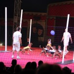 Australien - Silvers Circus 04 - Footy mit Hunden - IMG_2168 Australien - Silvers Circus 04 - Footy mit Hunden - IMG_2168