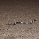 Melbourne - Überfahrene Schlange auf der Straße - zensiert - IMG_1707-5 Melbourne - Überfahrene Schlange auf der Straße - zensiert - IMG_1707-5