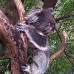 Australian Wildlife - Healesville Sanctuary 06 - Süßer Koala im Baum - IMG_0780 Australian Wildlife - Healesville Sanctuary 06 - Süßer Koala im Baum - IMG_0780