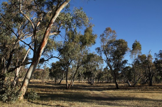 Alice Springs - Typische Landschaft - IMG_4169 Alice Springs - Typische Landschaft - IMG_4169