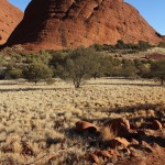 Outback 04 - Kata Tjuta Olgas Landschaft - IMG_4533 Outback 04 - Kata Tjuta Olgas Landschaft - IMG_4533