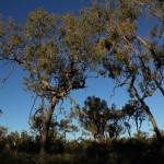 Outback - Bäume am Uluru Ayers Rock - IMG_4773 Outback - Bäume am Uluru Ayers Rock - IMG_4773