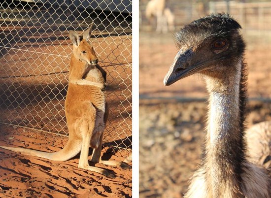 Outback - Känguru und Emu im Roadhouse-Zoo
