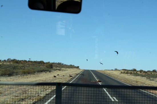 Outback - Roadkill auf dem Stuart Highway - IMG_4310