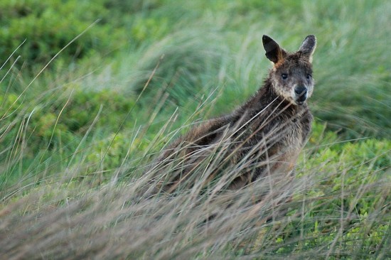 Phillip Island Kangaroo - Känguru auf der Wiese - IMG_5907-3 Phillip Island Kangaroo - Känguru auf der Wiese - IMG_5907-3