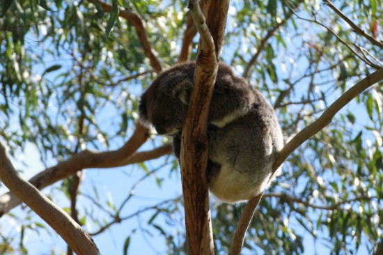 Phillip Island - Koala Reservation Centre - IMG_5801