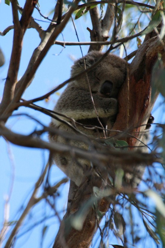 Phillip Island - Koala Reservation Centre - IMG_5808