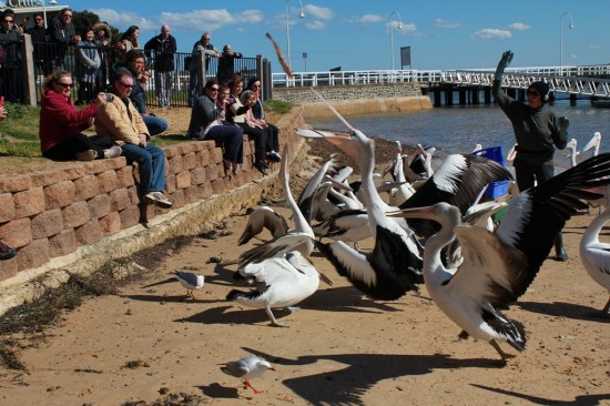 Phillip Island - Pelikan Fütterung San Remo - IMG_5698