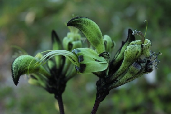 Kangaroo Paw - Western Australia Floral Emblem - IMG_6343 Kangaroo Paw - Western Australia Floral Emblem - IMG_6343