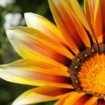 WA Blumen 01 - Orange - IMG_6324