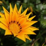 WA Blumen 02 - gelb orange - IMG_6447