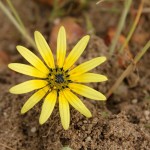 WA Blumen 03 - Gelb - IMG_6291-2