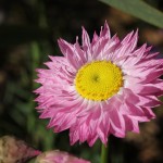 WA Blumen 05 - rosa - Rhodanthe chlorocephala rosea - Pink and White Everlasting - IMG_6341