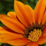 WA Blumen 07 - orange - IMG_6477