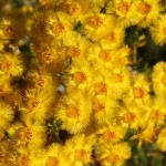 WA Blumen 08 - Gelb - IMG_6335