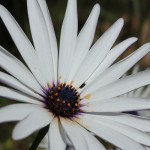 WA Blumen 10 - weiss - IMG_6442