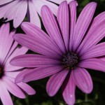 WA Blumen 12 - lila violett - IMG_6443