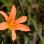 WA Blumen 14 - orange - IMG_6421-2