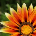 WA Blumen 16 - orange - IMG_6475