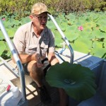 05 Mary River Boat Guide Lotus Effect - IMG_9919 ...dessen Blätter die Eigenschaft haben, Wasser abzuweisen -- der auch in der Bionik verwendete Lotus-Effekt. Diese und viele weitere Verwendbarkeiten des Lotus' zeigte uns unser Guide ganz praktisch am Beispiel.