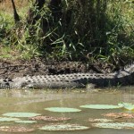 06 Crocodile in Mary River - IMG_1386-2 Im Mary River schwimmen aber nicht nur Lotuspflanzen, sondern auch viiiiele Krokodile. Tatsächlich ist es das Gebiet mit der größten Krokodil-Dichte der Welt.