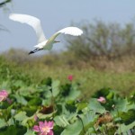 07 Lotus Reiher Mary River - IMG_1434 Vielleicht hatte das Exemplar auf dem vorigen Bild ja diesen Reiher zum Mittagessen?