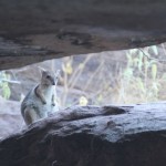 11 Rock Wallaby at Ubirr - IMG_1459 Zwischen den Felsen leben versteckt Rock Wallabies :3