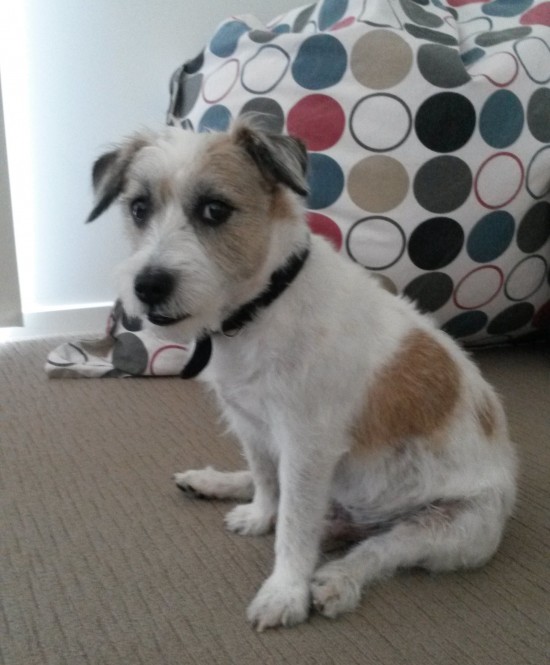 Chief - 20141014_100834-3