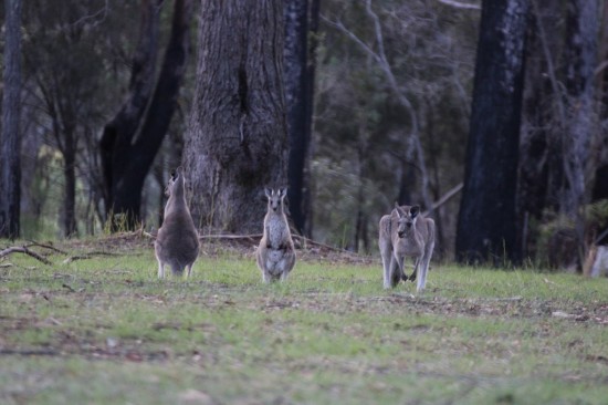 01 Kangaroos in Kundabung - IMG_3574